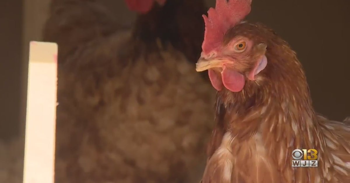 Kindergarteners To Raise Rescued Chickens In Baltimore County - CBS ...