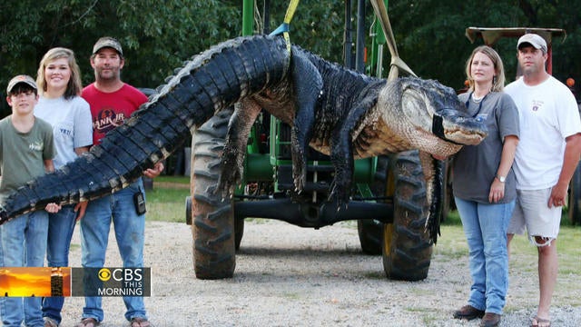 ctm-0818-gator-734825-266283-640x360.jpg 
