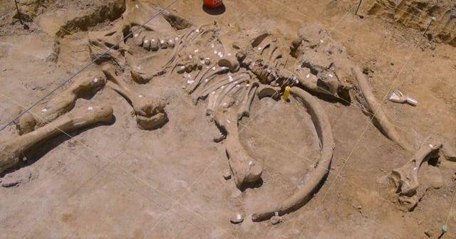 Whole mammoth skeleton found in Texas - CBS News
