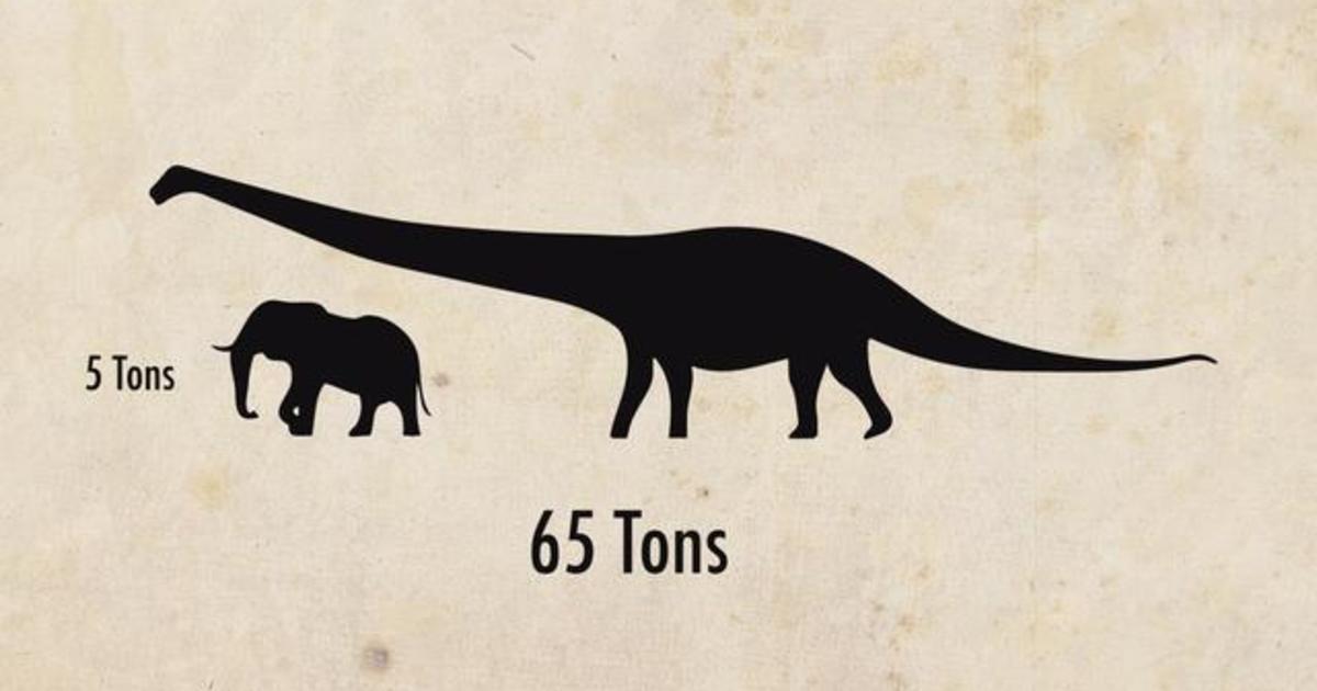 Astoundingly Huge Dinosaur Discovered Cbs News 
