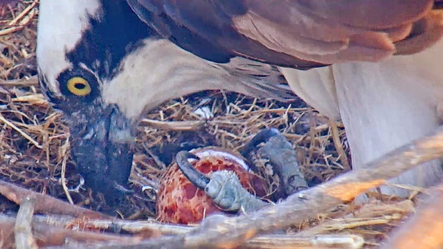 Ospreys-3-Photo-courtesy-of-Golden-Gate-Audubon-Society.jpg 