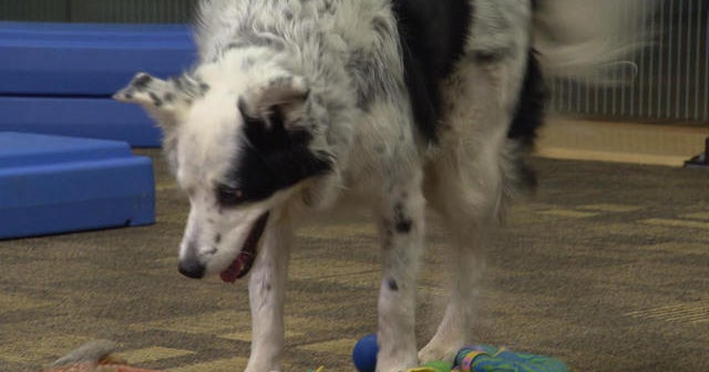 Preview The Smartest Dog In The World Cbs News Preview The Smartest Dog In The World Cbs News