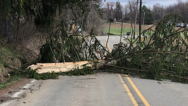 cranberry-township-tree 