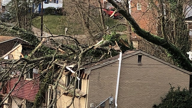 tree-into-house-shaler-2 