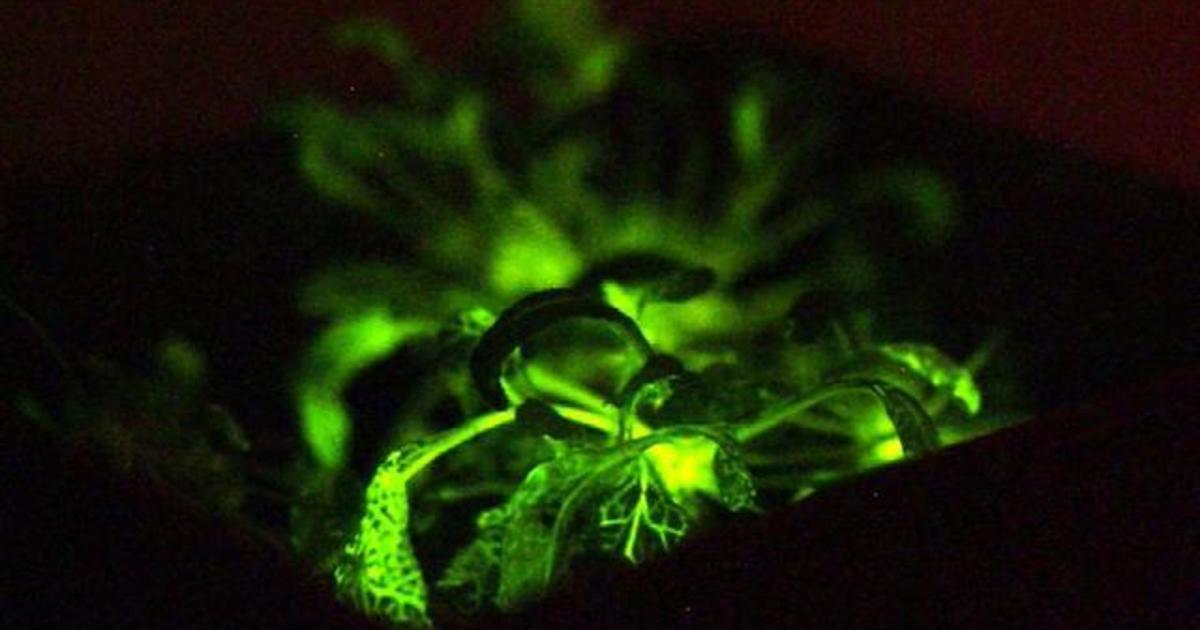 Genetic engineering leads to glow-in-the-dark plants - CBS News