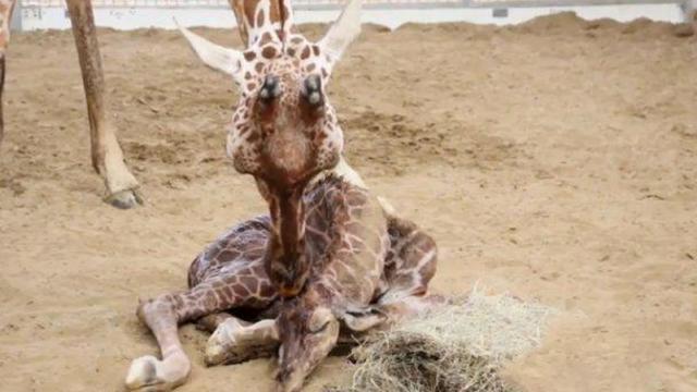 np-txbabygiraffe-103014-302598-640x360.jpg 