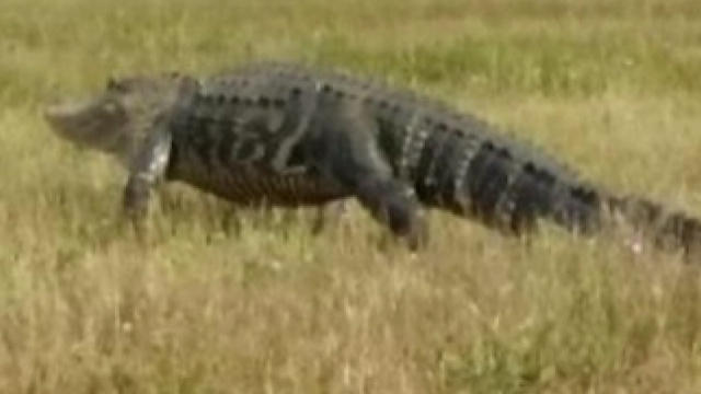 web-1107-gator-305622-640x360.jpg 
