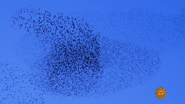 naturestarlingmurmurations1920-679304-640x360.jpg 