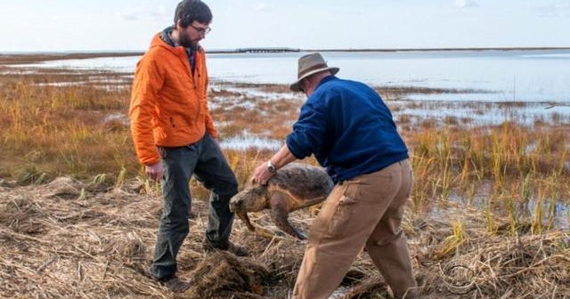 Urgent rescue mission underway for endangered turtles - CBS News