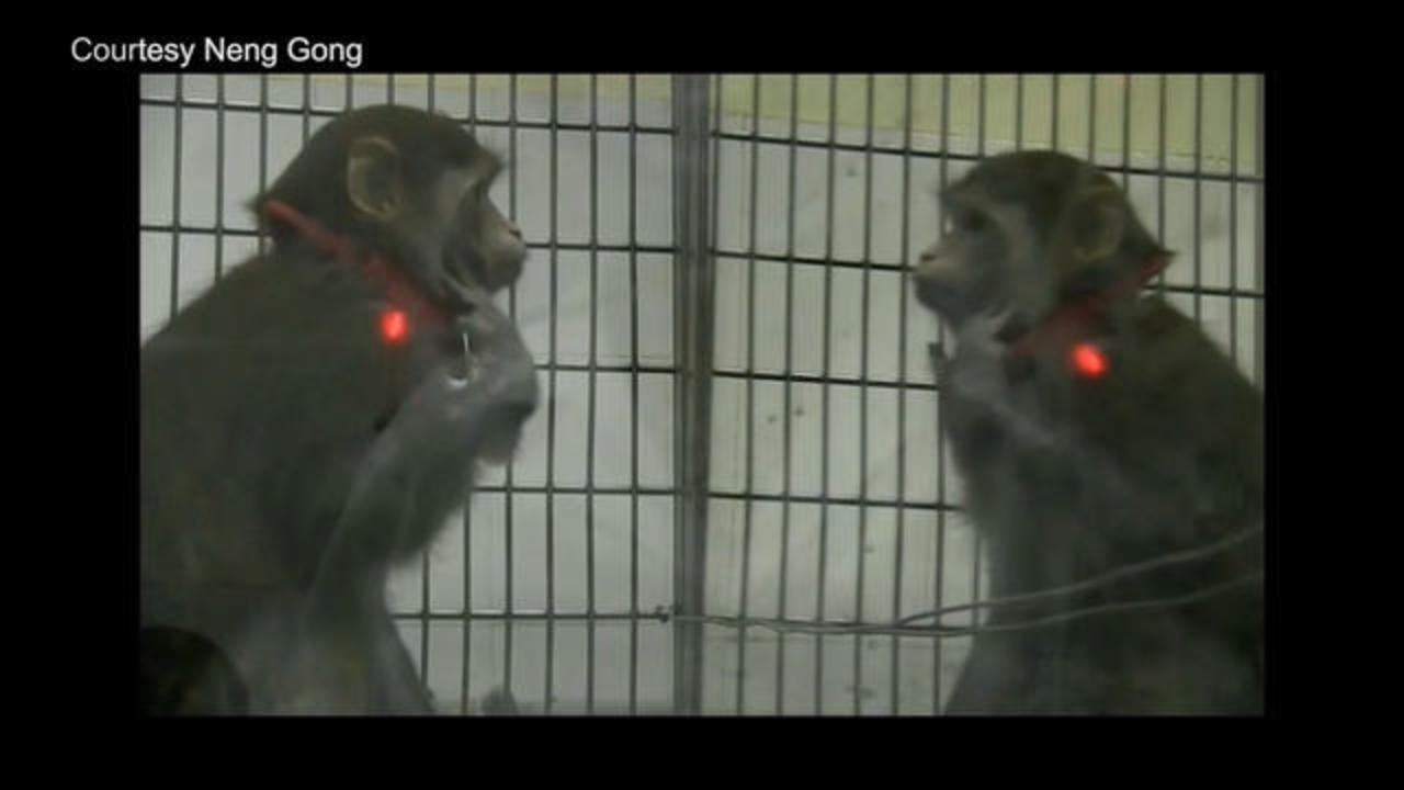 Monkeys exhibit a truly human quality, recognizing and relishing their  reflections - CBS News