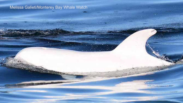 web-0130-white-dolphin-1-338587-640x360.jpg 