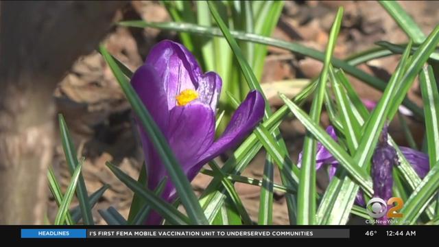 crocus-bulbs-new-york-city-parks.jpg 