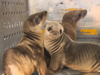 Sea lion strandings on San Diego beaches reach record numbers