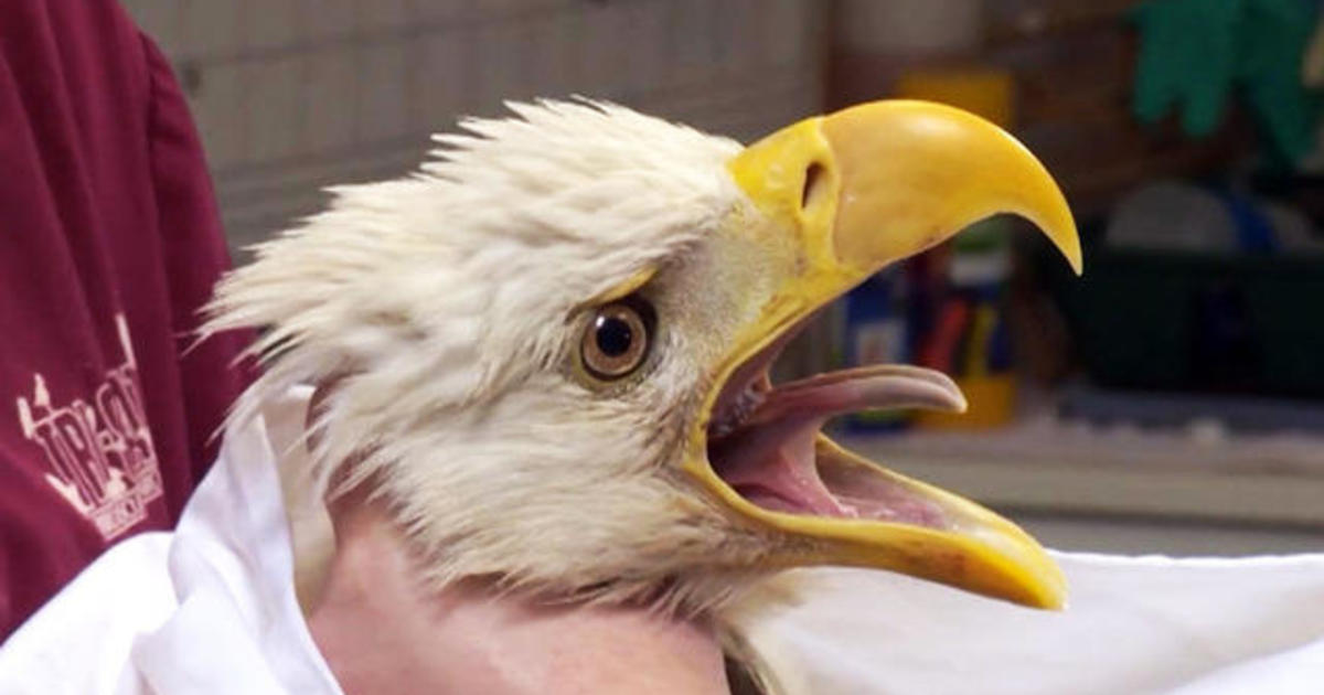 Iconic America, Bald Eagles Gather in the Pristine Alaskan Ecosystem, Episode 6