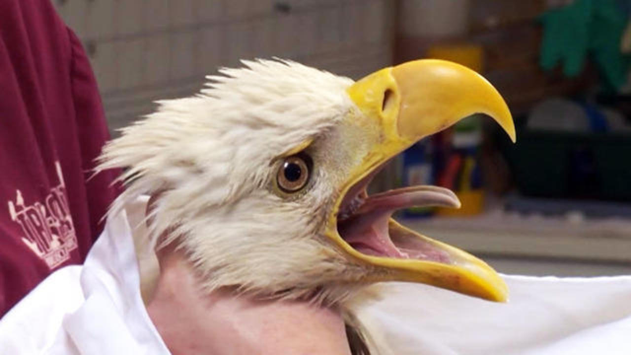 How the bald eagle soared again