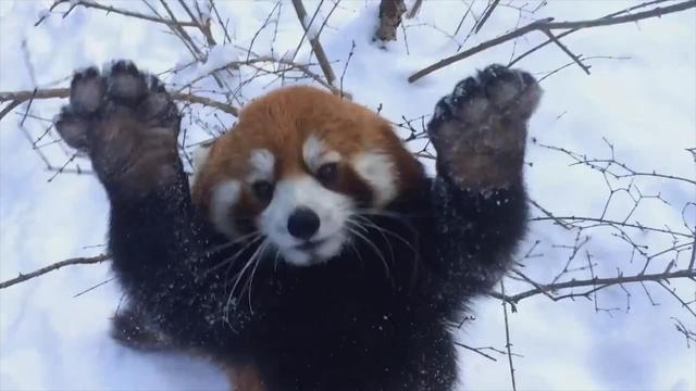 red-pandas-playing-in-the-snow-v2-347978-640x360.jpg 