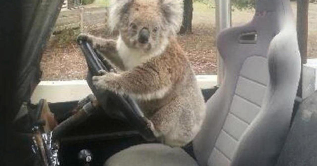 Koala Carjacking Caught On Camera - CBS News