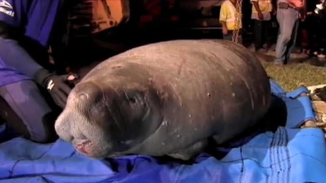 ctm-0224-manatee-349582-640x360.jpg 