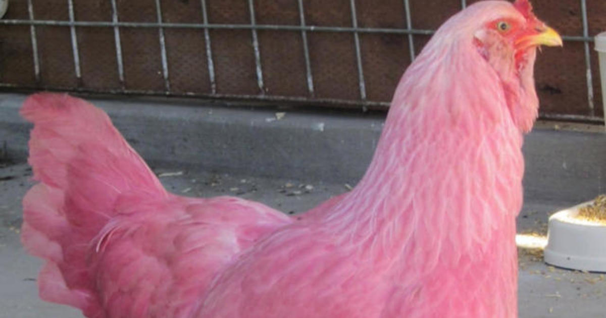 Pink chickens spotted running loose in Oregon CBS News