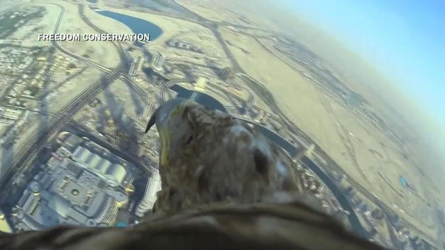 How High Can Eagle Fly? Discover the Majestic Heights