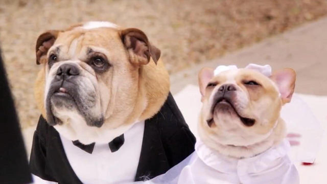 Puppy love: John Legend marries off his two dogs - CBS News