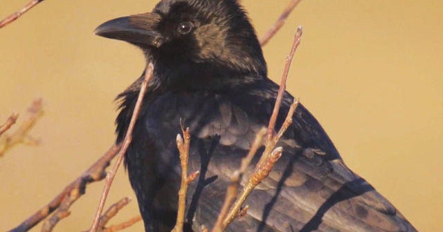 New research looks into crow brains and intelligence - CBS News New research looks into crow brains and intelligence - CBS News