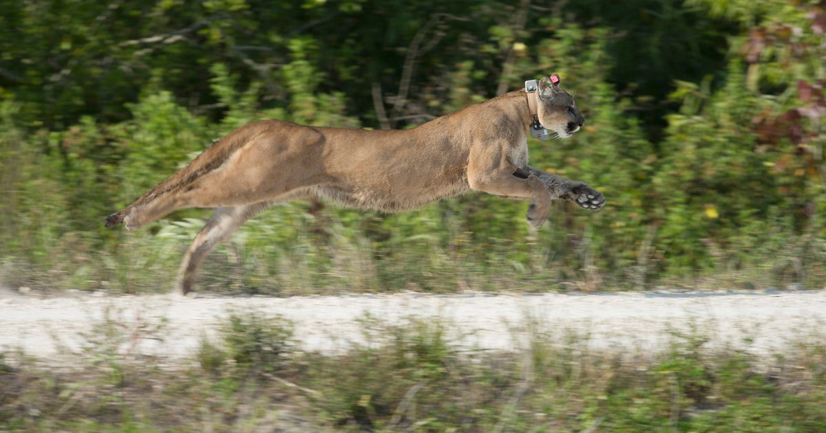 Endangered Florida panther struck, killed by car or truck in Collier County