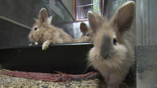 vaccinatingbunnies1920-684802-640x360.jpg 