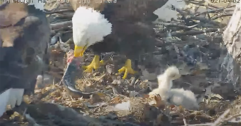 WATCH: Hays Bald Eagle Catches Live Trout, Takes It Back To Nest - CBS