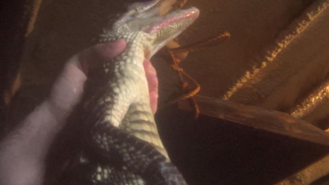 PETA Calls on Hermès to Stop Using Crocodile in Honor of Jane Birkin – WWD