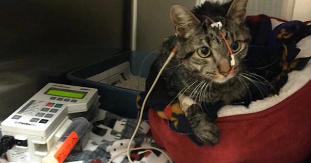 Miracle cat survives 64-day move from Texas to Alaska - CBS News