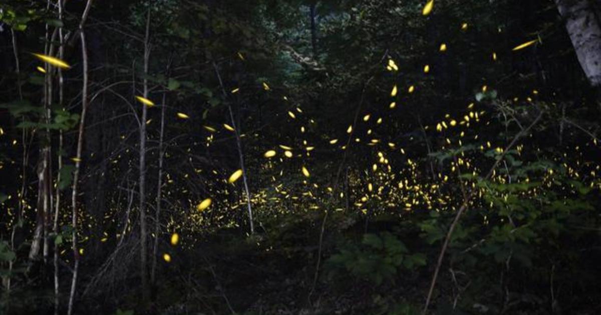 Courting fireflies are one of the joys of summer. Light pollution is killing their vibe.