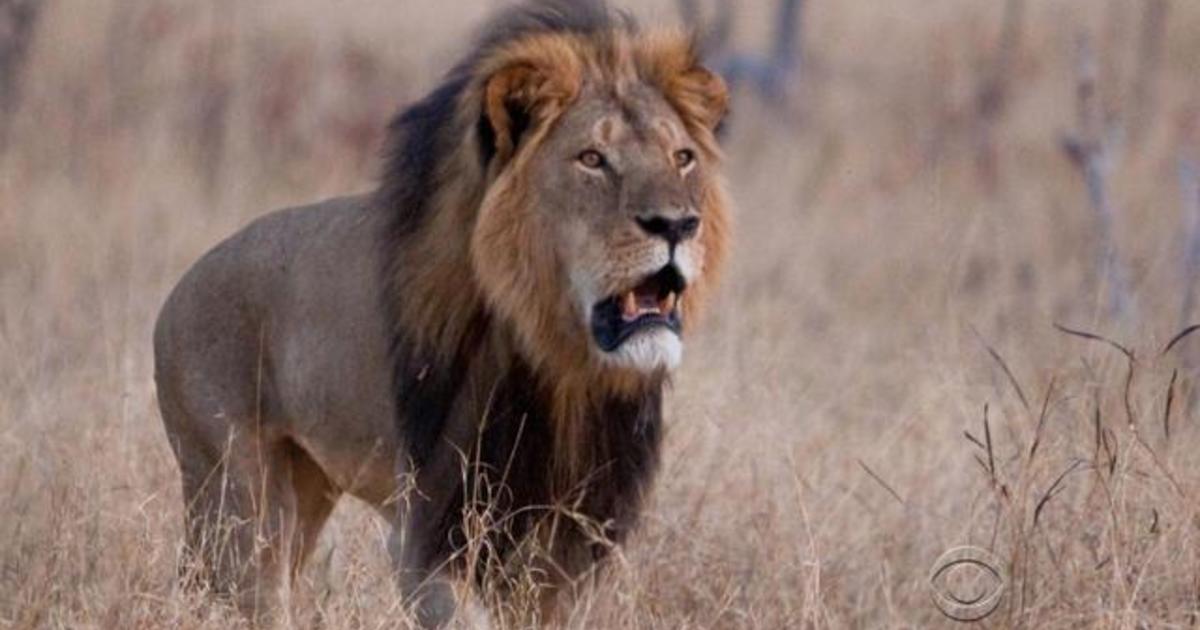 Horrifying details surface about Cecil the lion's gruesome death