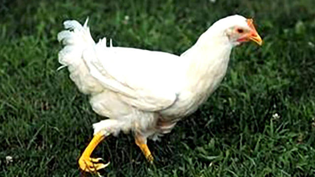 cbsn-0803-chicken-new-leg-429556-640x360.jpg 