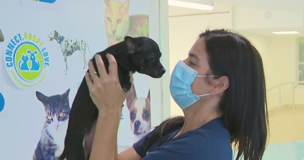 Miami Proud: Special Puppy Needs Extra TLC and Forever Home