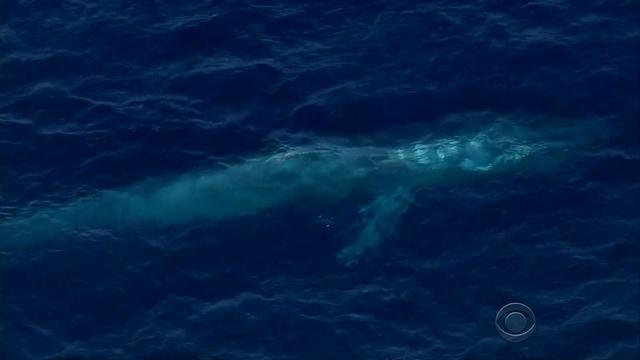 en-0907-whale-441344-640x360.jpg 