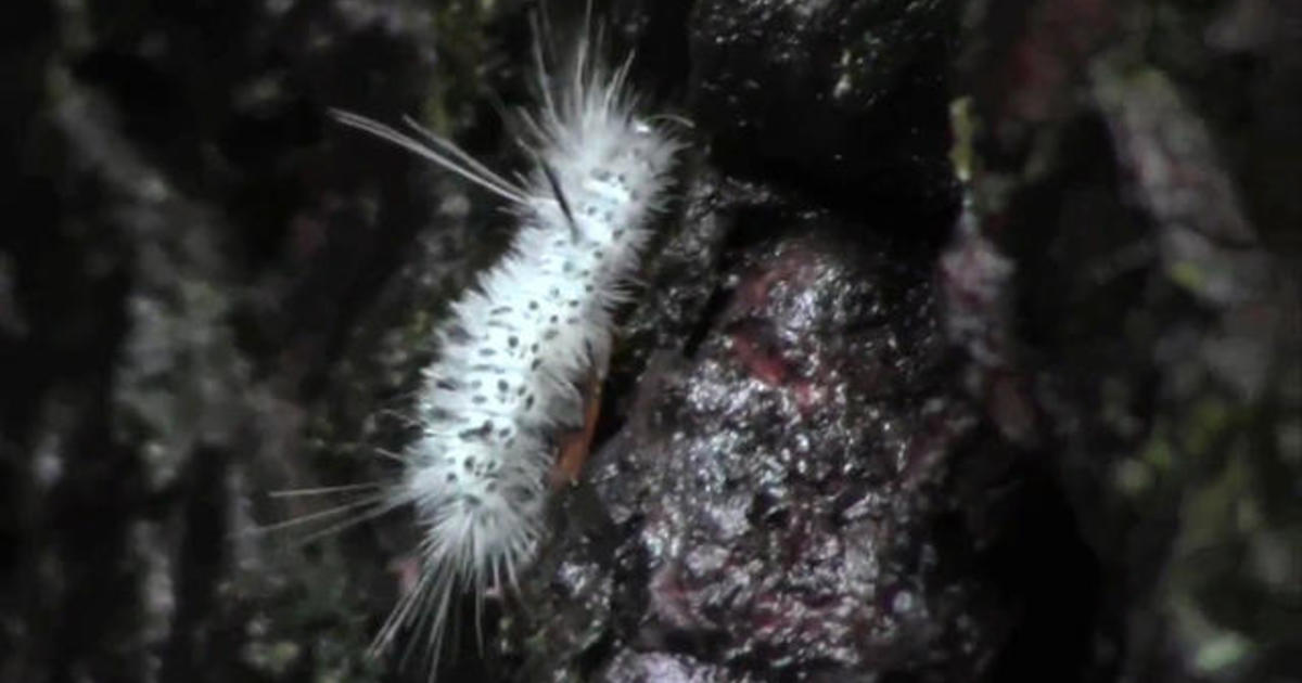 Prickly poisonous caterpillars turn up in new places