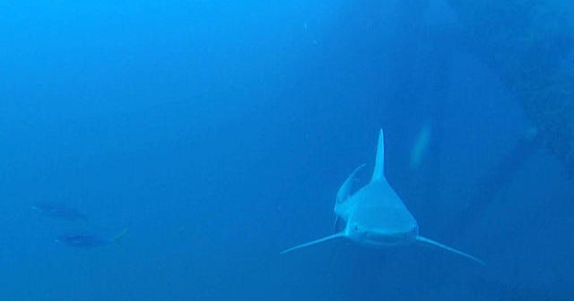 Ocearch finds thriving oil rig ecosystem in Gulf of Mexico - CBS News