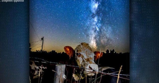 Mooove over, Milky Way: Cow steals spotlight in photo - CBS News