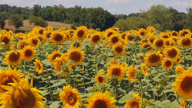 sunmo-nature-sunflowers-1115-467259-640x360.jpg 