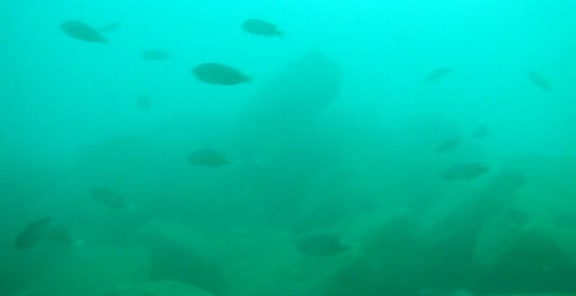 fish.jpg 