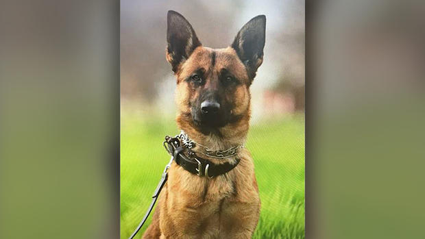 Fresno Police Dog - Officer's Life Saved 