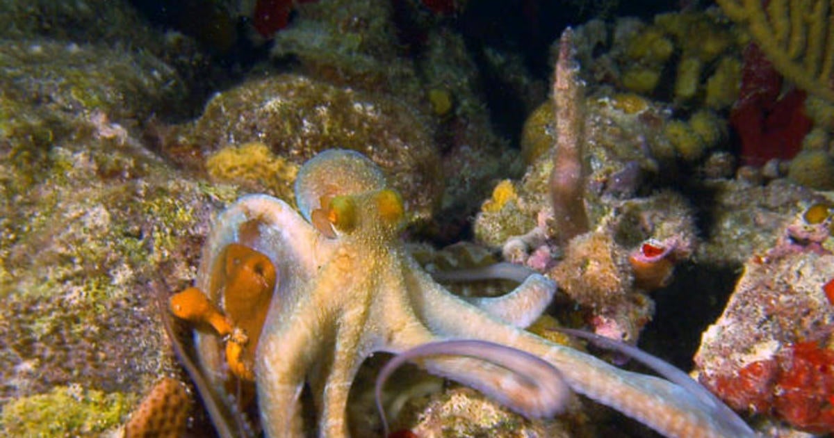 Nature: Octopi in the U.S. Virgin Islands - CBS News