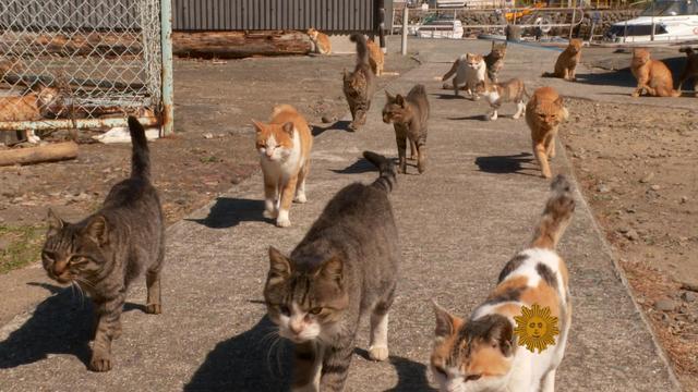 sunmo-cats-0103-480007-640x360.jpg 