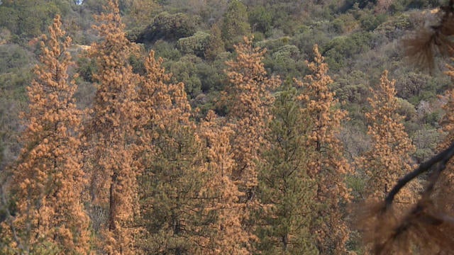 satmo-tree-479857-640x360.jpg 