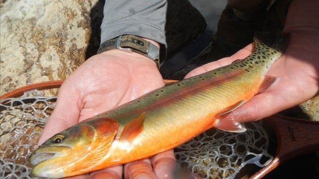 California-Trout-1-CPW.jpg 