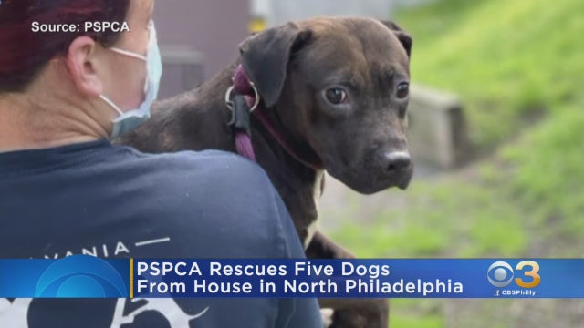 north-philly-dogs-rescued.jpeg 