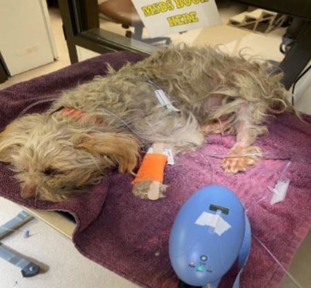 dpd crimestopper dog cruelty 