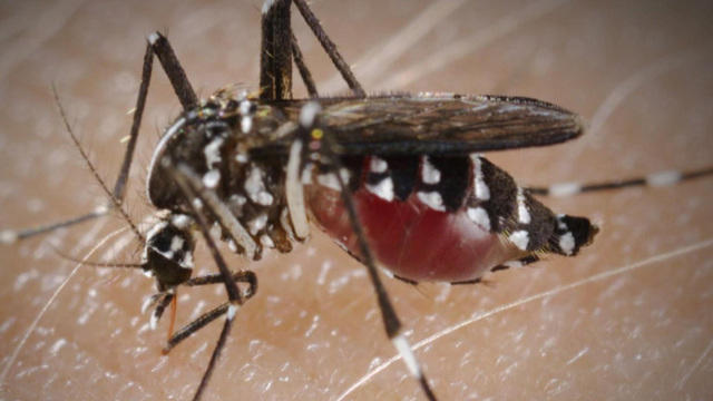 ctm-0120-zikavirus-484579-640x360.jpg 