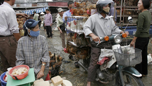 Vietnam Bird Flu Crisis 